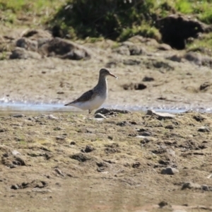 Calidris melanotos at Fyshwick, ACT - 1 Sep 2023