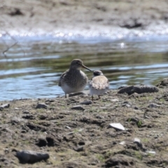 Calidris melanotos at Fyshwick, ACT - 1 Sep 2023