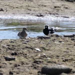 Calidris melanotos at Fyshwick, ACT - 1 Sep 2023