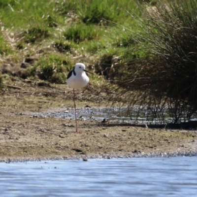 Himantopus leucocephalus (Pied Stilt) at Fyshwick, ACT - 1 Sep 2023 by RodDeb