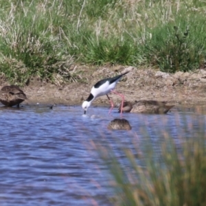 Himantopus leucocephalus at Fyshwick, ACT - 1 Sep 2023