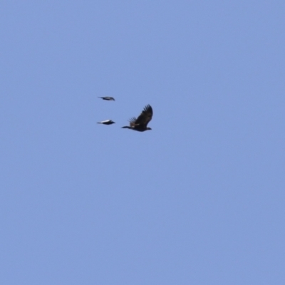 Aquila audax (Wedge-tailed Eagle) at Fyshwick, ACT - 1 Sep 2023 by RodDeb