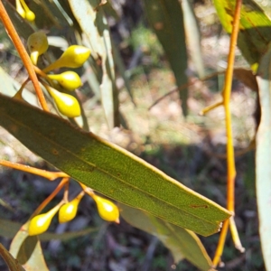 Eucalyptus melliodora at Mount Majura - 2 Sep 2023