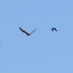 Haliaeetus leucogaster (White-bellied Sea-Eagle) at Fyshwick, ACT - 1 Sep 2023 by RodDeb