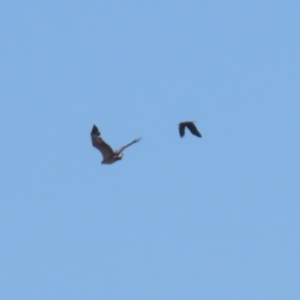 Haliaeetus leucogaster at Fyshwick, ACT - 1 Sep 2023