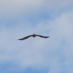 Haliaeetus leucogaster at Fyshwick, ACT - 1 Sep 2023