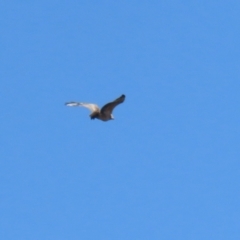 Haliaeetus leucogaster at Fyshwick, ACT - 1 Sep 2023