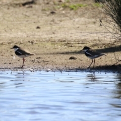 Erythrogonys cinctus (Red-kneed Dotterel) at Fyshwick, ACT - 1 Sep 2023 by RodDeb