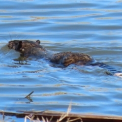 Hydromys chrysogaster (Rakali or Water Rat) at Jerrabomberra Wetlands - 1 Sep 2023 by RodDeb