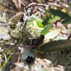 Usnea sp. (genus) (Bearded lichen) at Mount Majura - 2 Sep 2023 by abread111