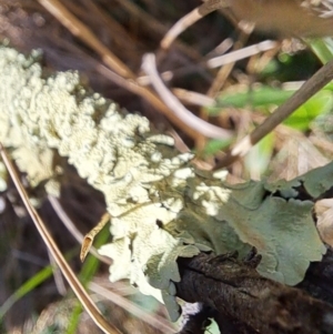 Usnea sp. (genus) at Majura, ACT - 2 Sep 2023