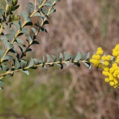 Acacia cultriformis (Knife Leaf Wattle) at West Wodonga, VIC - 2 Sep 2023 by KylieWaldon