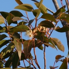 Eucalyptus robusta (Swamp Mahogany, Swamp Messmate) at Hyams Beach, NSW - 2 Aug 2023 by RobG1