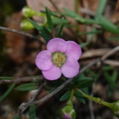 Euryomyrtus ramosissima subsp. ramosissima (Rosy Baeckea, Rosy Heath-myrtle) at Vincentia, NSW - 2 Aug 2023 by RobG1