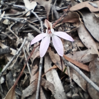 Caladenia fuscata (Dusky Fingers) at Bruce, ACT - 30 Aug 2023 by IdleWanderer