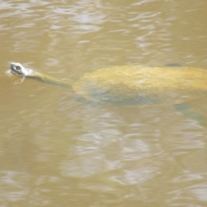 Chelodina longicollis at Belconnen, ACT - 2 Sep 2023