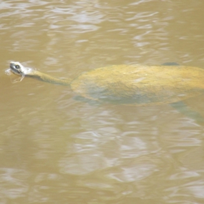 Chelodina longicollis (Eastern Long-necked Turtle) at Belconnen, ACT - 2 Sep 2023 by IdleWanderer