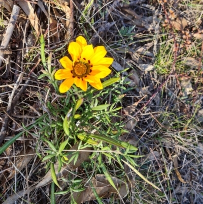 Gazania rigens (Treasure Flower) at Tuggeranong, ACT - 2 Sep 2023 by Mike