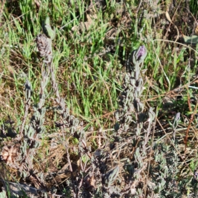 Lavandula stoechas (Spanish Lavender or Topped Lavender) at Isaacs Ridge - 2 Sep 2023 by Mike