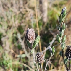 Lavandula stoechas at Jerrabomberra, ACT - 2 Sep 2023