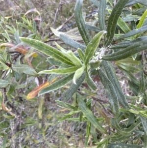 Billardiera scandens at Cook, ACT - 2 Sep 2023 04:56 PM