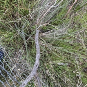 Billardiera scandens at Cook, ACT - 2 Sep 2023