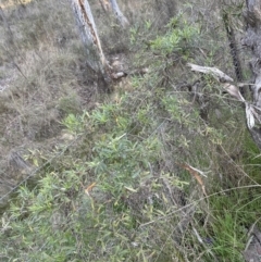 Billardiera scandens at Cook, ACT - 2 Sep 2023