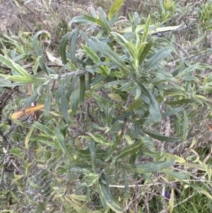 Billardiera scandens at Cook, ACT - 2 Sep 2023 04:56 PM