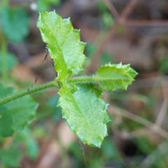 Unidentified Other Wildflower or Herb at Vincentia, NSW - 2 Aug 2023 by RobG1