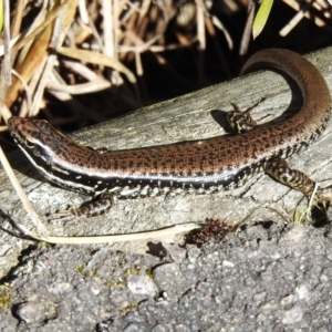 Eulamprus heatwolei at Paddys River, ACT - 26 Aug 2023 11:33 AM