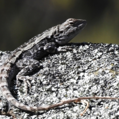 Amphibolurus muricatus at Rendezvous Creek, ACT - 2 Sep 2023 by JohnBundock