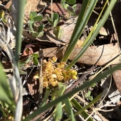 Lomandra bracteata (Small Matrush) at Higgins, ACT - 2 Sep 2023 by Untidy