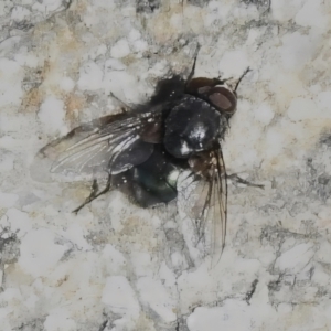 Onesia sp. (genus) at Rendezvous Creek, ACT - 2 Sep 2023