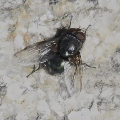 Onesia sp. (genus) (A blow fly) at Namadgi National Park - 2 Sep 2023 by JohnBundock