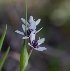 Wurmbea dioica subsp. dioica (Early Nancy) at Ginninderry Conservation Corridor - 26 Aug 2023 by Cristy1676