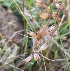 Juncus homalocaulis (A Rush) at Cotter River, ACT - 27 Apr 2023 by JaneR