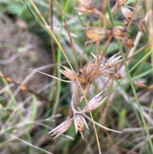 Juncus homalocaulis at Cotter River, ACT - 27 Apr 2023