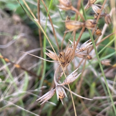 Juncus homalocaulis (A Rush) at Cotter River, ACT - 27 Apr 2023 by JaneR