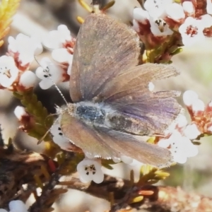 Erina acasta at Rendezvous Creek, ACT - 2 Sep 2023