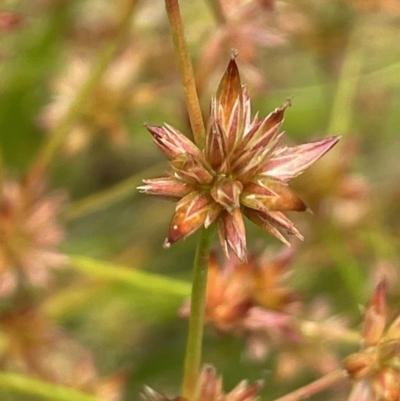 Juncus fockei (A Rush) at Krawarree, NSW - 22 Mar 2023 by JaneR