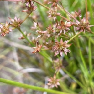 Juncus fockei at Krawarree, NSW - 22 Mar 2023