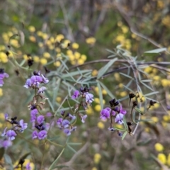 Glycine clandestina (Twining Glycine) at Glenroy, NSW - 2 Sep 2023 by Darcy