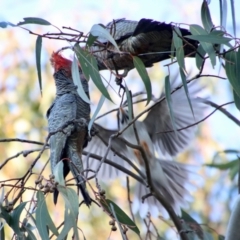 Callocephalon fimbriatum (Gang-gang Cockatoo) at Hughes, ACT - 2 Sep 2023 by LisaH