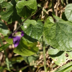 Viola odorata (Sweet Violet, Common Violet) at Turner, ACT - 16 Aug 2023 by ConBoekel