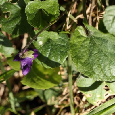 Viola odorata (Sweet Violet, Common Violet) at Turner, ACT - 16 Aug 2023 by ConBoekel