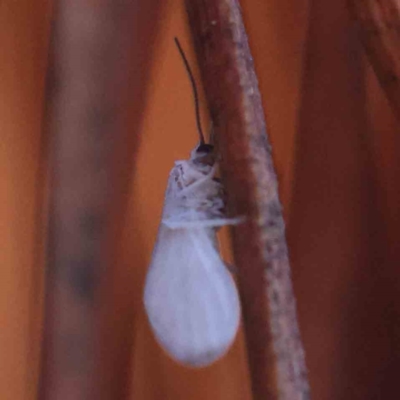 Coniopterygidae (family) (Dusty lacewing or Dustywing) at Sullivans Creek, Turner - 4 Aug 2023 by ConBoekel