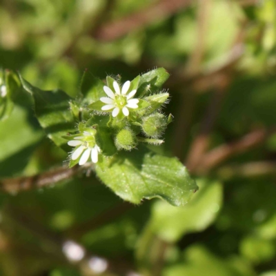 Stellaria media (Common Chickweed) at Turner, ACT - 16 Aug 2023 by ConBoekel