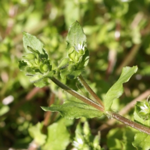 Stellaria media at Turner, ACT - 16 Aug 2023 02:56 PM