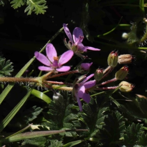 Erodium cicutarium at Turner, ACT - 10 Aug 2023