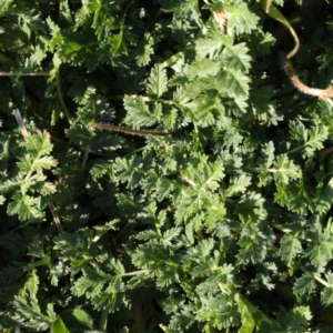 Erodium cicutarium at Turner, ACT - 10 Aug 2023